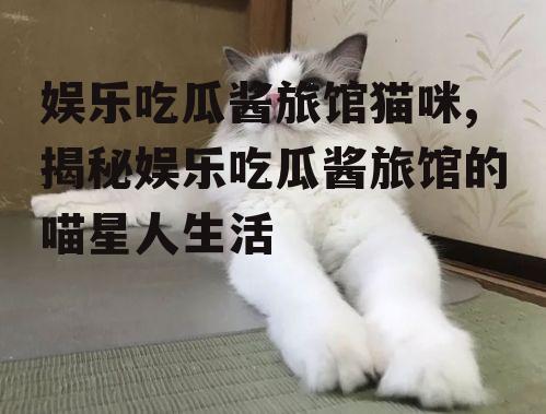 娱乐吃瓜酱旅馆猫咪,揭秘娱乐吃瓜酱旅馆的喵星人生活