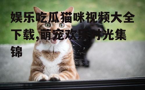 娱乐吃瓜猫咪视频大全下载,萌宠欢乐时光集锦