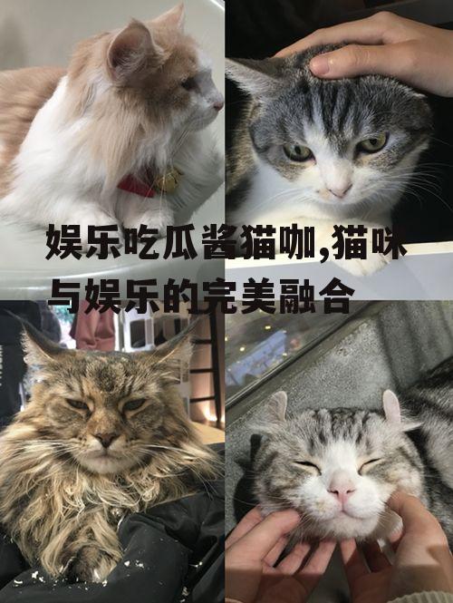 娱乐吃瓜酱猫咖,猫咪与娱乐的完美融合