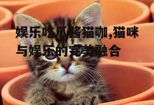 娱乐吃瓜酱猫咖,猫咪与娱乐的完美融合