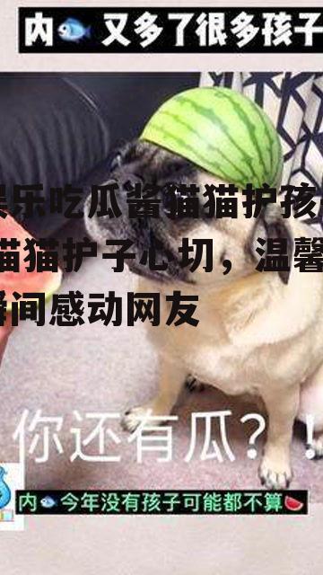 娱乐吃瓜酱猫猫护孩子,猫猫护子心切，温馨瞬间感动网友