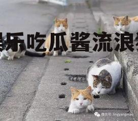 娱乐吃瓜酱流浪猫