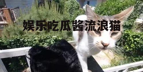 娱乐吃瓜酱流浪猫