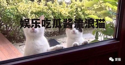 娱乐吃瓜酱流浪猫