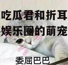 娱乐吃瓜君和折耳猫,揭秘娱乐圈的萌宠故事