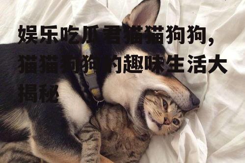 娱乐吃瓜君猫猫狗狗,猫猫狗狗的趣味生活大揭秘