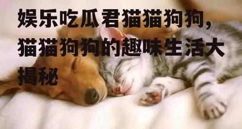娱乐吃瓜君猫猫狗狗,猫猫狗狗的趣味生活大揭秘